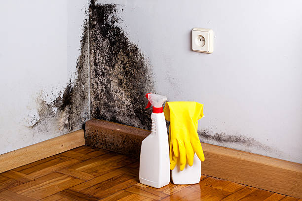 Best Kitchen Mold Remediation in Old Town, ME